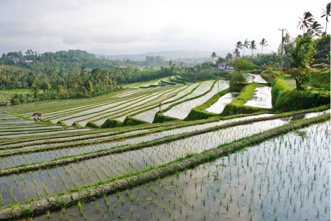 Bali travel guide view of green rice terraces in north central Bali