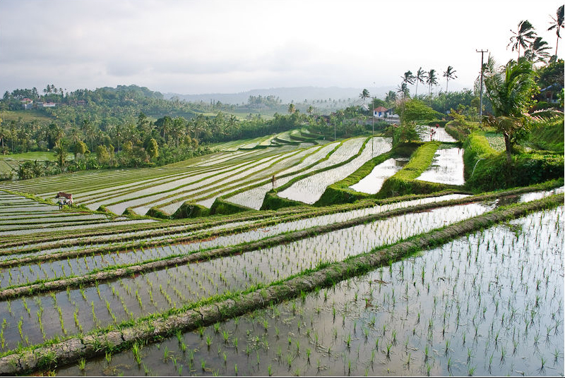 Bali travel guide view of green rice terraces in north central Bali
