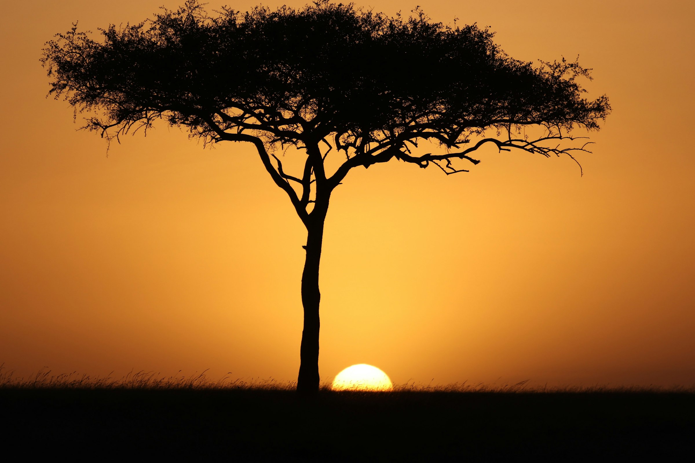 Sunset silhouette of an acacia tree in the Maasai Mara savanna during safari