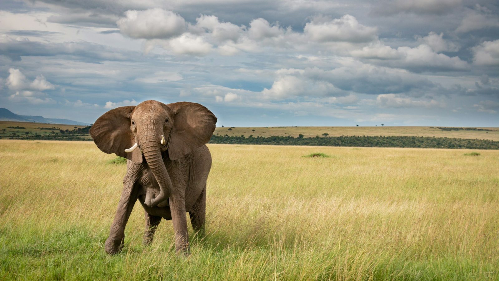 Elephant in the African savanna, part of a safari packing list guide