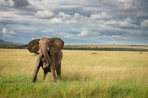 Elephant in the African savanna, part of a safari packing list guide