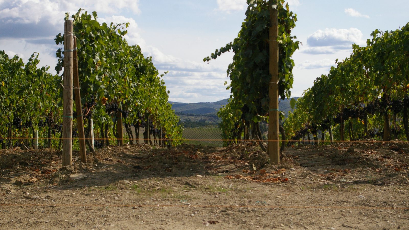 Vineyard hotels among the rolling vines of Chianti, Tuscany