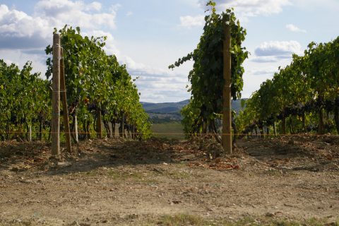 Vineyard hotels among the rolling vines of Chianti, Tuscany